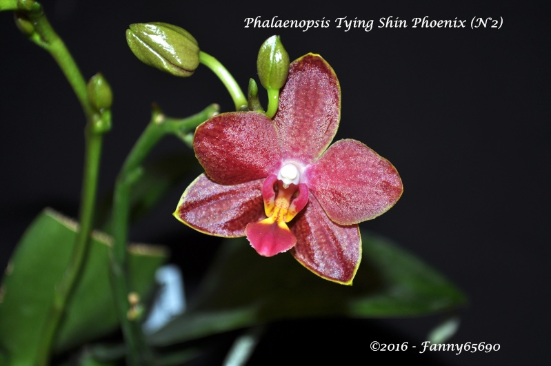 Phalaenopsis Tying Shin Phoenix (N°2) Dsc_0081