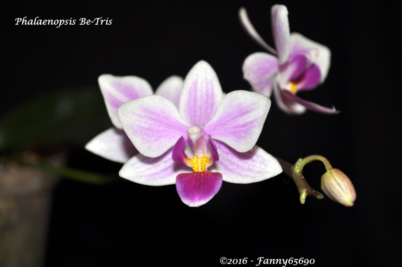 Phalaenopsis Be-Tris Dsc_0083