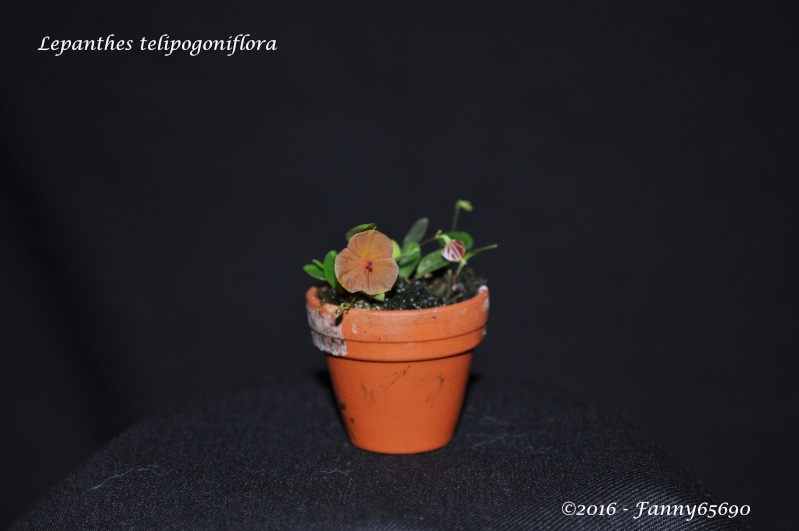 Lepanthes telipogoniflora Dsc_0087