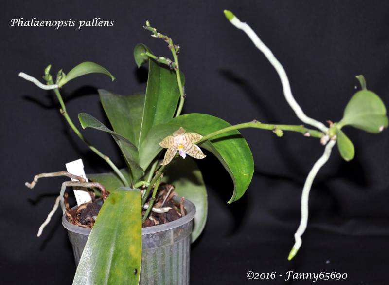 Phalaenopsis pallens Dsc_0092