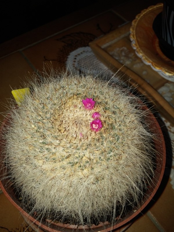 Mammillaria hahniana Gegex210