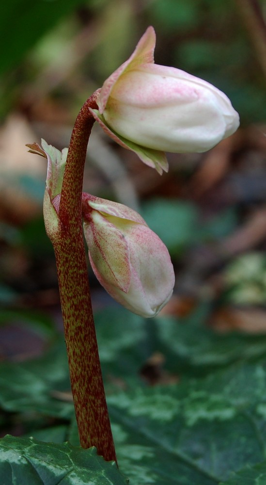 Helleborus niger ou Rose de noel ou Hellebore - Page 2 Helebo11