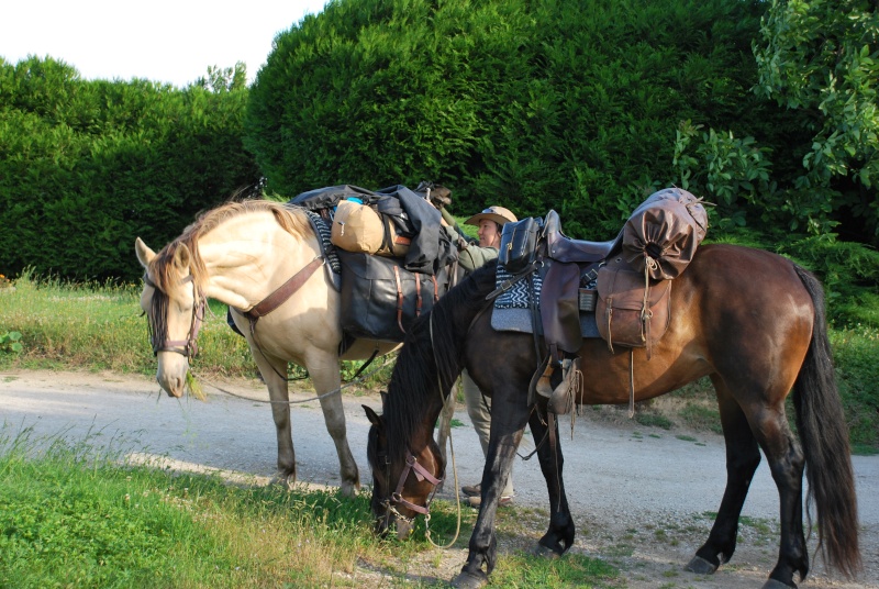 Qui connait les Selles TH Cuir ? - Page 2 08070810