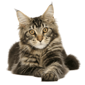 Le Maine-Coon Mainec10