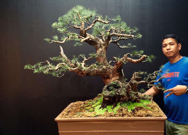 Casuarina equisetifolia bonsai redesigned 11350710