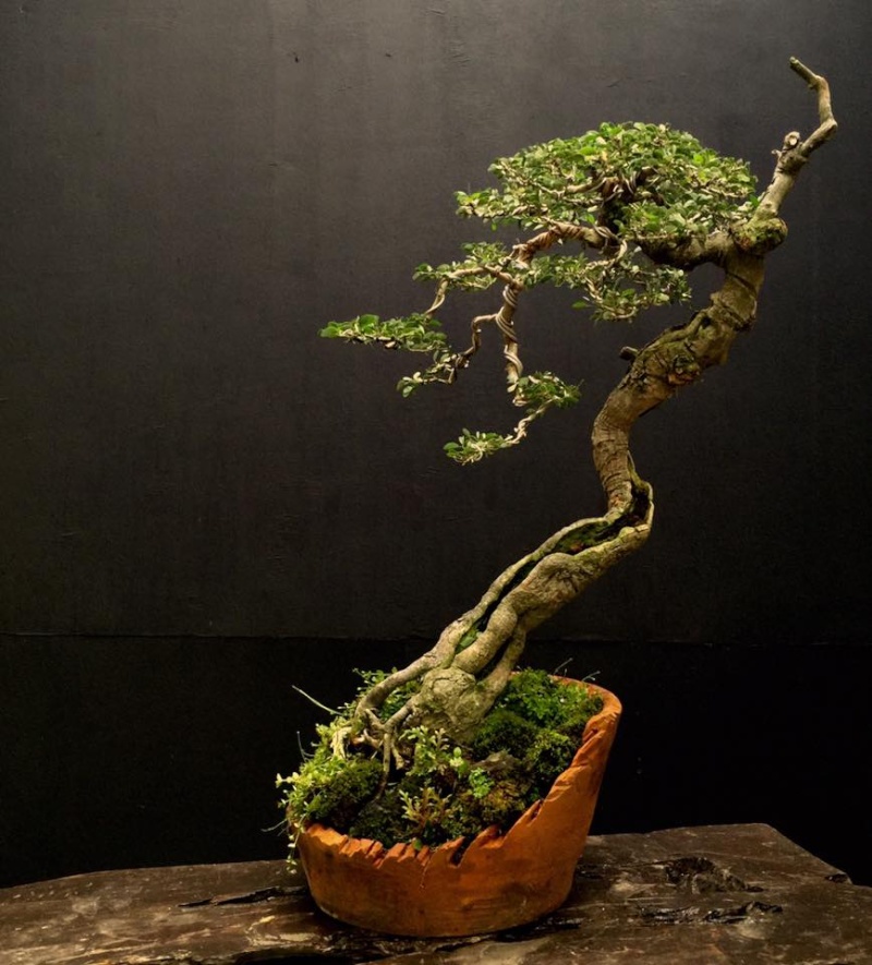 Philippine Bonsai 11692610