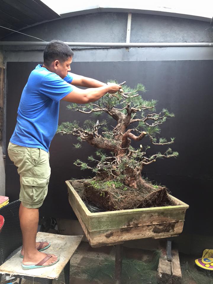 Casuarina equisetifolia bonsai redesigned 11953210