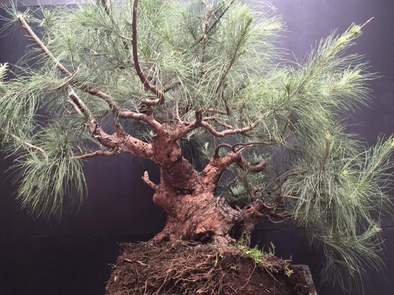 Casuarina equisetifolia bonsai redesigned 12003210