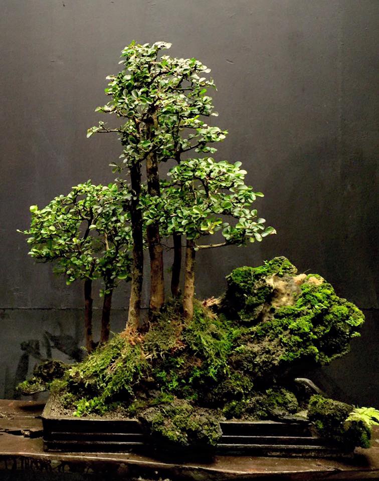 Philippine Bonsai 12360110