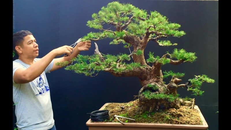 Casuarina equisetifolia bonsai redesigned 12718310