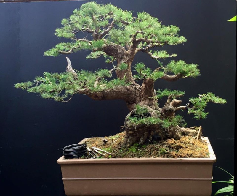 Casuarina equisetifolia bonsai redesigned 12729010