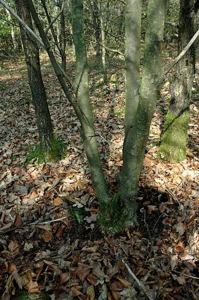 Linden Tree Dsc_0311