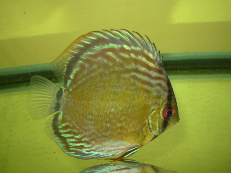 Discus - discus uatuma 00410