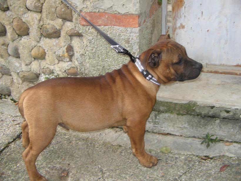 FIGHTER ARES DE KARYSHA (Staffie) Ares_610