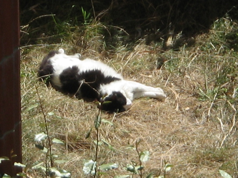 Perdu Luffy, grand chat noir et blanc poils longs- Colomiers Img_2110