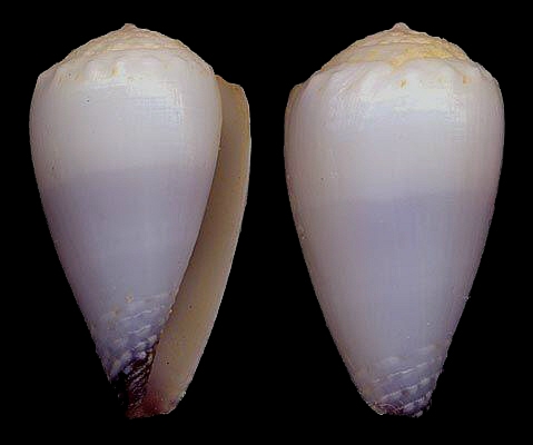 Conus (Harmoniconus) nanus   G. B. Sowerby I, 1833 Conus_10