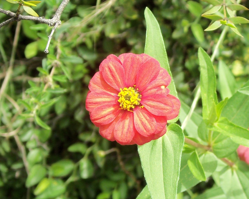 Flor :chinita del campo. Florci10