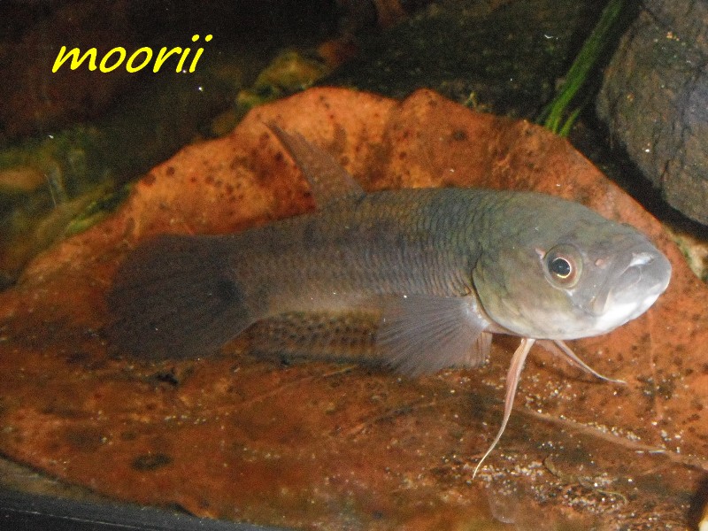 Betta ocellata " Tawau Kampong Imam" (Borneo).  - Page 2 10810