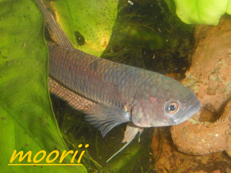 Betta ocellata " Tawau Kampong Imam" (Borneo).  6110