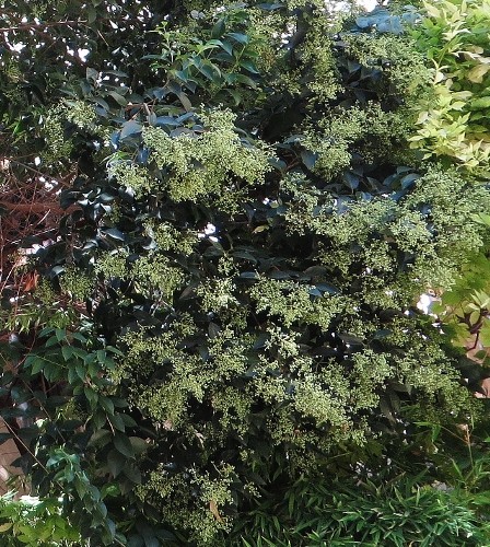 Ligustrum vulgare - troène commun 004_4410