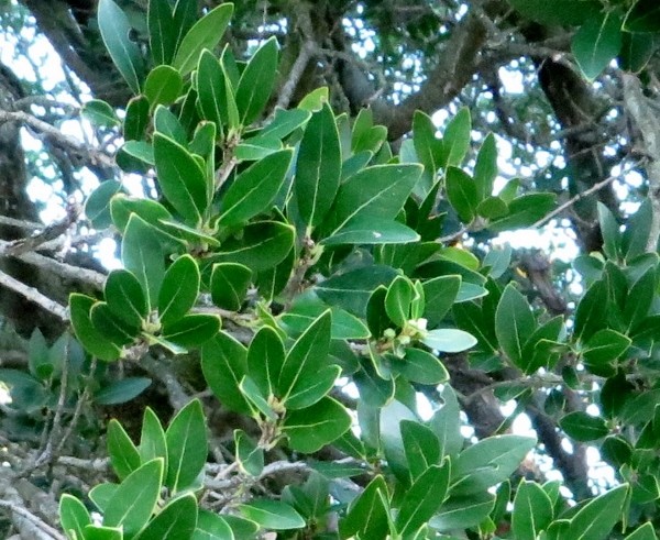 Phillyrea latifolia - filaire à feuilles larges 030_6010