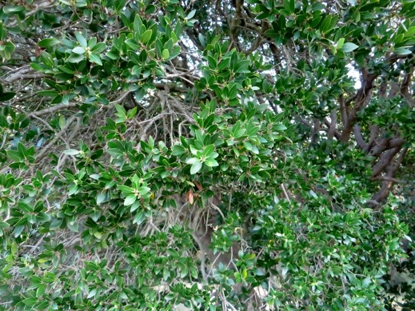 Phillyrea latifolia - filaire à feuilles larges 030_co11