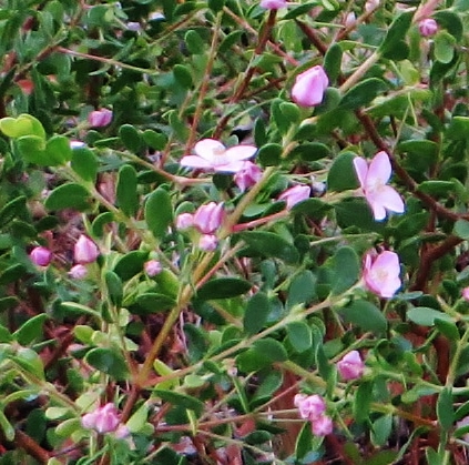 Boronia crenulata [devinette] 03710