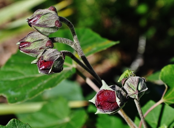 Phymosia umbellata 075_6010