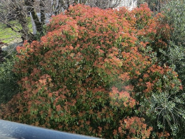 photinia serrulata - Photinia serrulata Avril_10