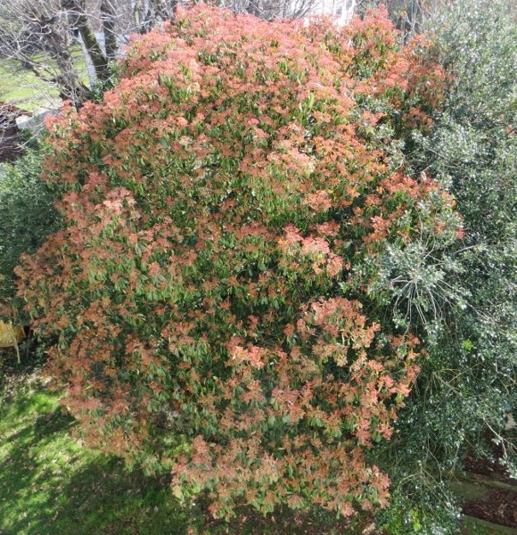 photinia serrulata - Photinia serrulata Avril_11