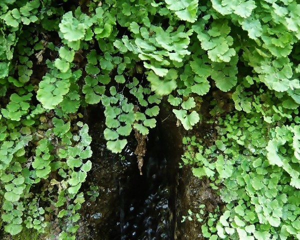 Adiantum capillus-veneris - capillaire de Montpellier Copy_o10