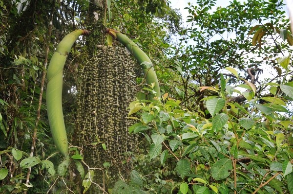 Iriartea deltoidea (et Socratea exorrhiza) - palmier à échasses Costa_59