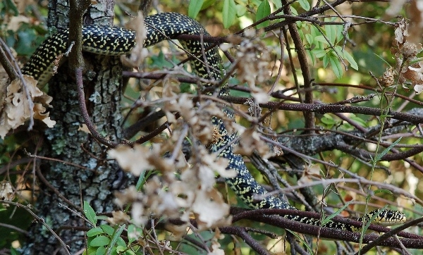 lézards et autres reptiles - Page 4 Dsc_0010