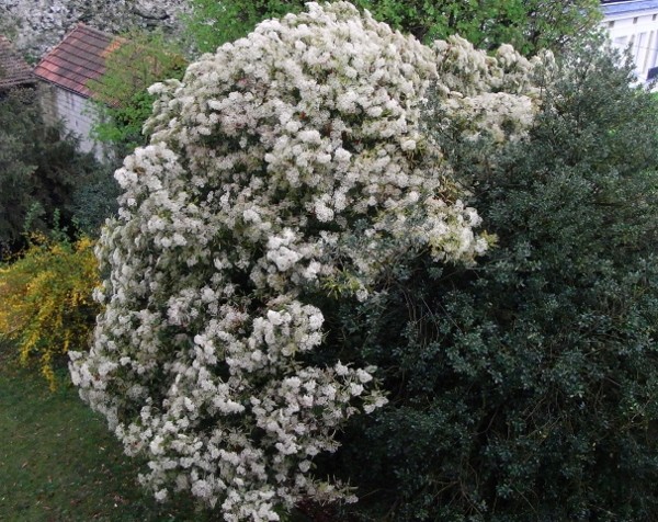 Photinia serrulata Dybut_10