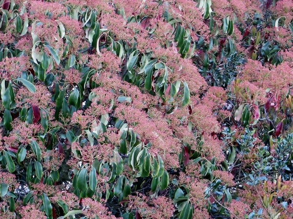 photinia serrulata - Photinia serrulata Enfant10