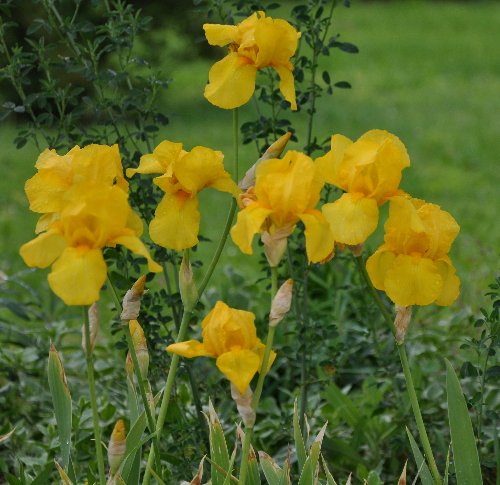 Des iris barbus jaunes pour ensoleiller le  jardin  Iris_o10