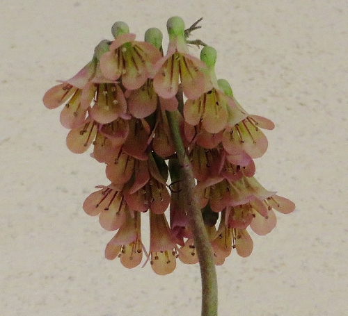 Bryophyllum daigremontiana (= Kalanchoe daigremontiana) Jardin15