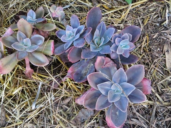 Echeveria gibbiflora 'Metallica' Jardin17