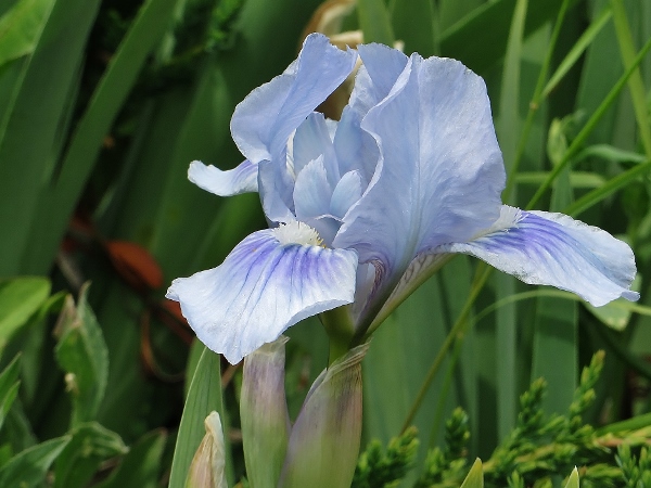 Iris barbus : les bleus immatériels... les blancs angéliques... - Page 2 Juin_212