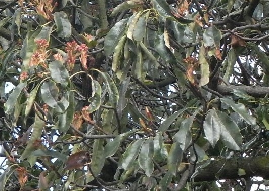 Photinia serrulata Photin12