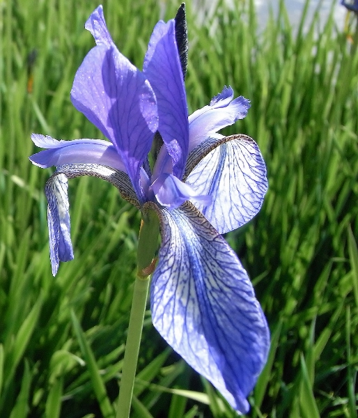 Iris sibirica - iris de Sibérie Rimg5112