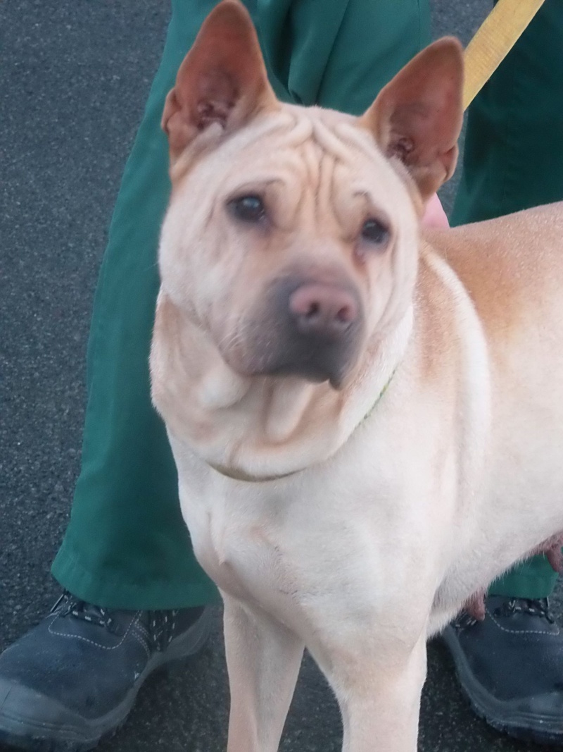 Box p 13 Fidjy xsharpei 5 ans ( 62) Refuge de Bethune  2241010