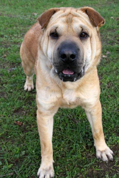 Jutka xsharpei  2 ans (29) Refuge de Corniguel Jutka411