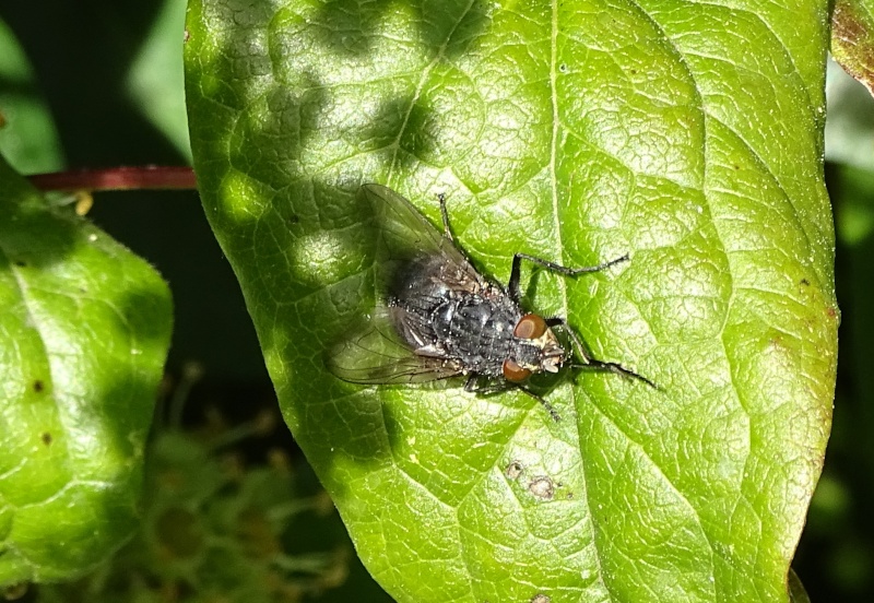 [Calliphora sp.] Sarcophagidae ? 2015-112