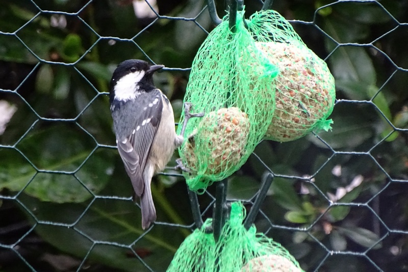 Une autre mésange [Résolu mésange noire] 2015-124