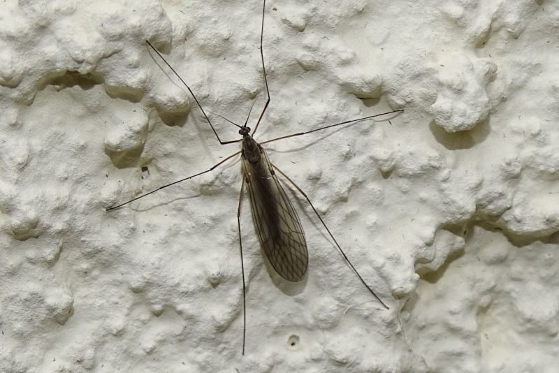 Trichoceridae 2015-125