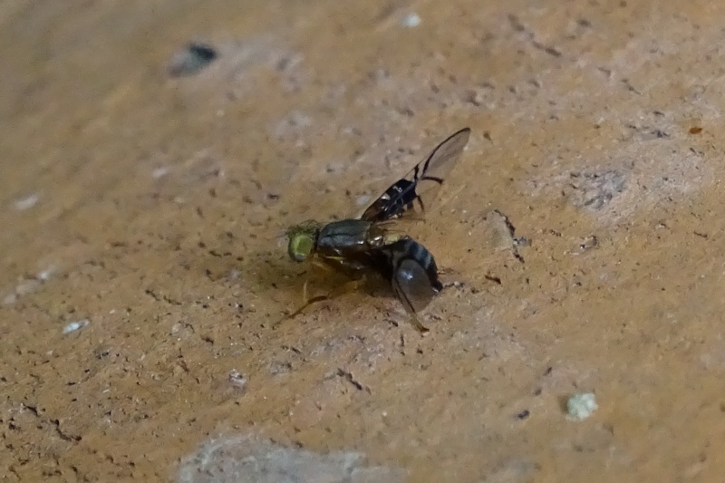 [Anomoia purmunda] Une aux ailes zébrées  Dsc00011