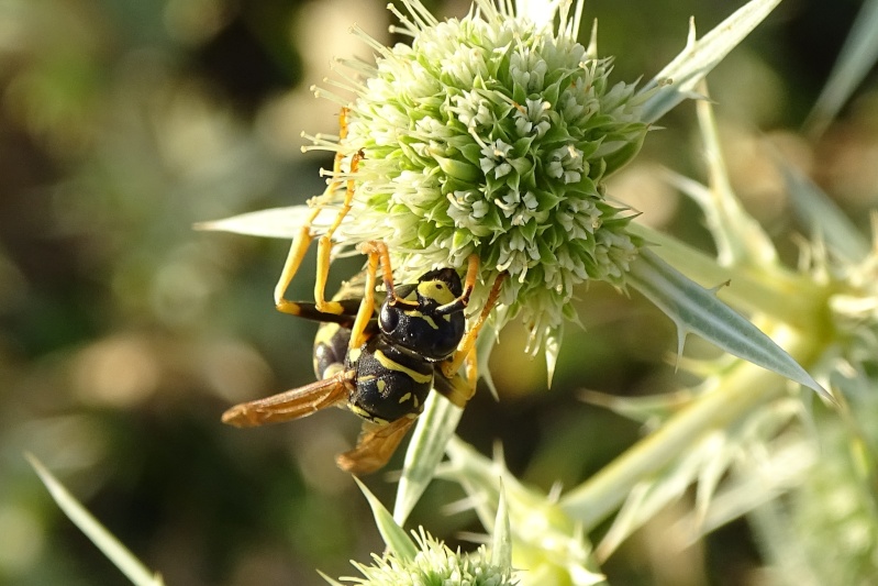 [Polistes cf. dominulus] Une guèpe poliste Dsc00710