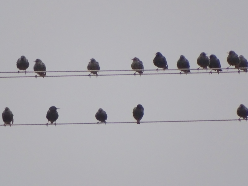 Oiseaux en bande sur une ligne électrique [Etourneaux sansonnet] Dsc07611
