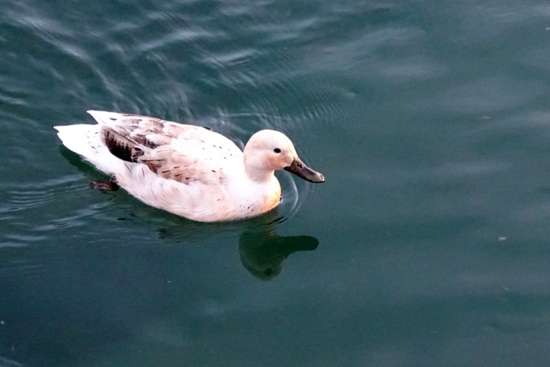 Canard colvert ? Dsc08512